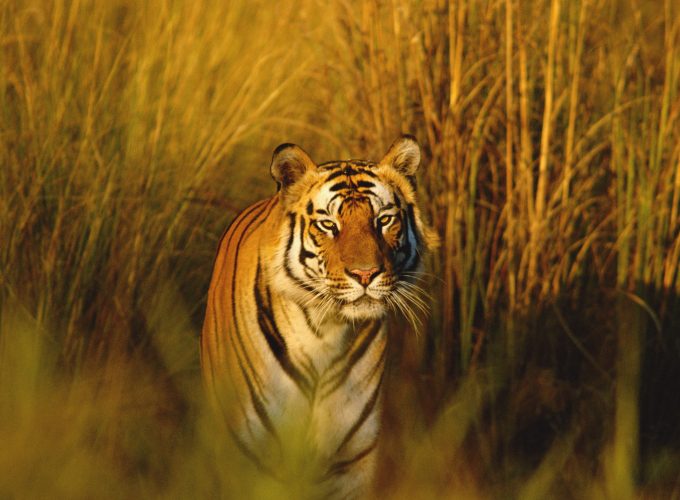 Wallpaper Bengal Tiger, National Geographic, tiger, hunter, predator, Animals 6698415382